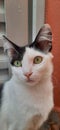 A white and black catÃ¢â¬â¢s close-up, with wide open yellow eyes, outdoor and looking forward.